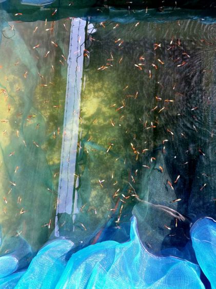 ปลาหางนกยูง หูช้าง  ผู้,เมีย ชุด30ตัว รูปที่ 5