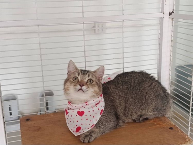 มันช์กิ้นขาสั้นเพศชาบ รูปที่ 5