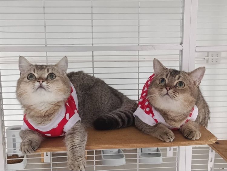 มันช์กิ้นขาสั้นเพศชาบ