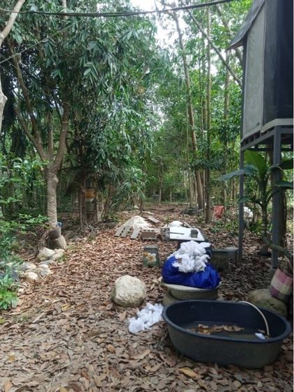 ไม่มี 2020 ใช่ บ้านสวนร่มไม้ รูปที่ 4