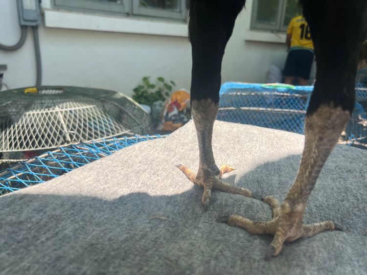 ไก่ชน รูปที่ 3