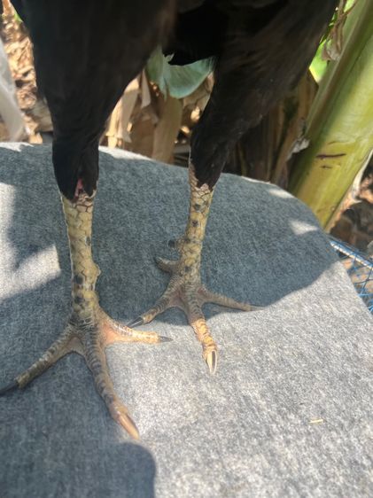 ไก่ชน รูปที่ 2