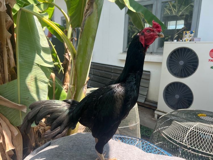 ไก่ชน