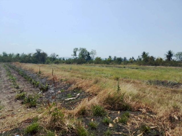 ใช่ ขายที่ดิน 80 ตรว. ราคาไม่ถึงแสน รูปที่ 2