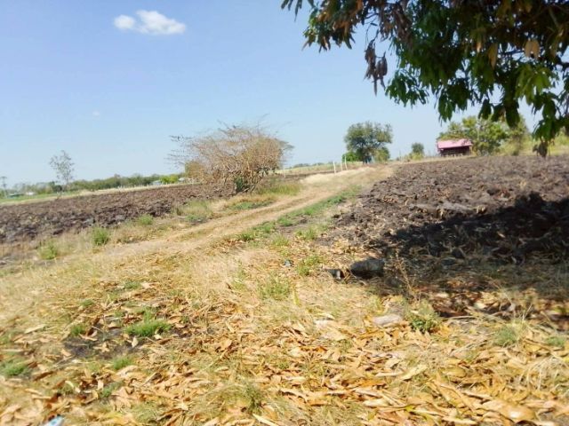 ใช่ ขายที่ดิน 80 ตรว. ราคาไม่ถึงแสน รูปที่ 3
