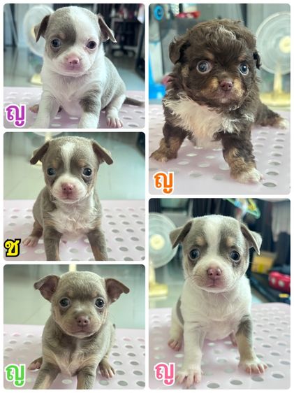 ชิวาว่า