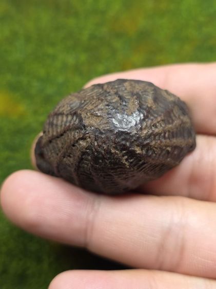 เบี้ยแก้หลวงปู่บุญเก่าๆ รูปที่ 3