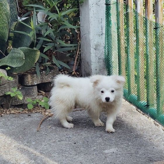 ลูกหมาชิสุผสมชิว่า รูปที่ 4