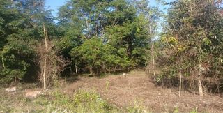 ขายที่ดิน 197 ตรว เมืองเลย ตำบลนานอาน 