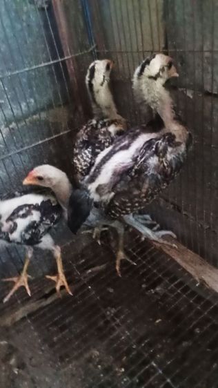 หลานกุมารจีน รูปที่ 2