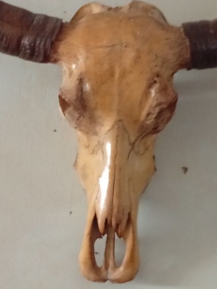 เขาควายโบราณ รูปที่ 3