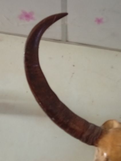 เขาควายโบราณ รูปที่ 5