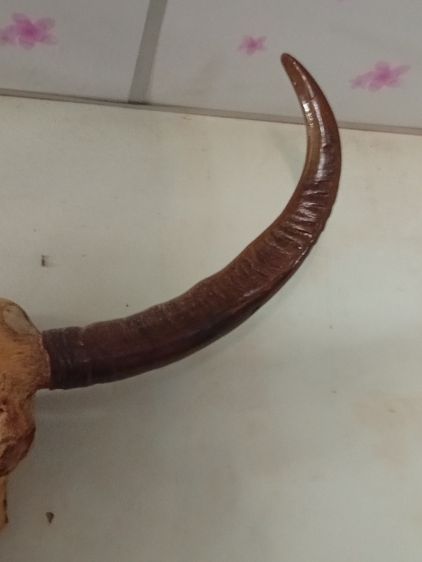 เขาควายโบราณ รูปที่ 4