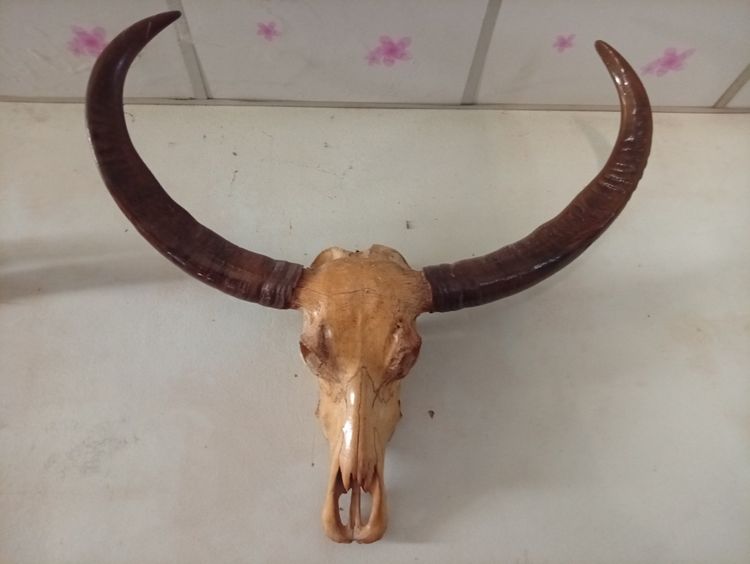 เฟอร์นิเจอร์เก่า เขาควายโบราณ