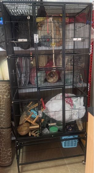 กรงนก รูปที่ 2