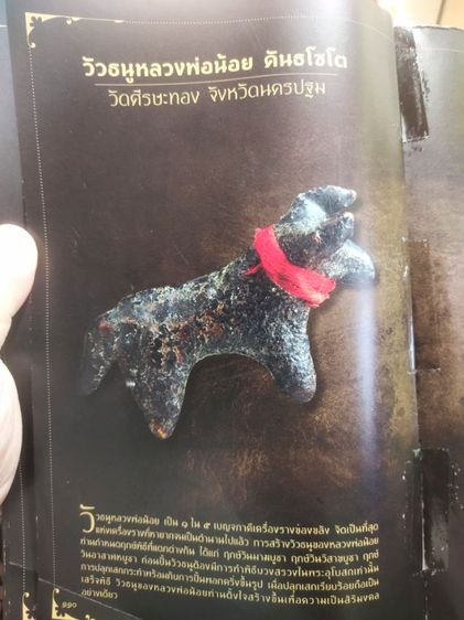 วัวธนูหลวงพ่อน้อย คันธโชโต วัดศรีษะทอง จังหวัดนครปฐม ตัวใหญ่  รูปที่ 11