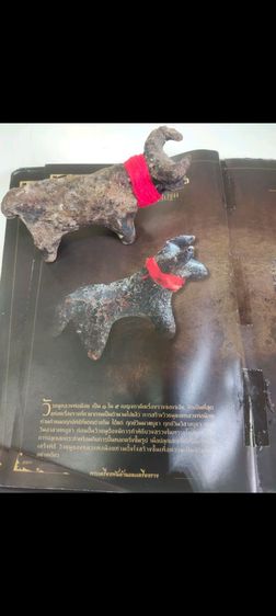 วัวธนูหลวงพ่อน้อย คันธโชโต วัดศรีษะทอง จังหวัดนครปฐม ตัวใหญ่ 