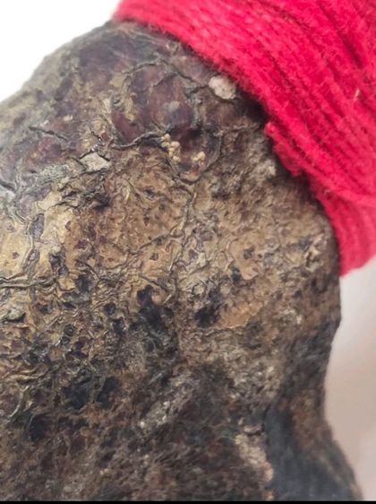 วัวธนูหลวงพ่อน้อย คันธโชโต วัดศรีษะทอง จังหวัดนครปฐม ตัวใหญ่  รูปที่ 10