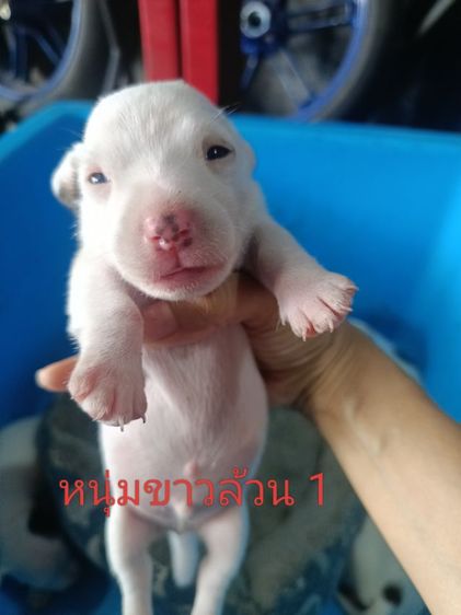 น้องแจ๊คหาบ้านใหม่ รูปที่ 4