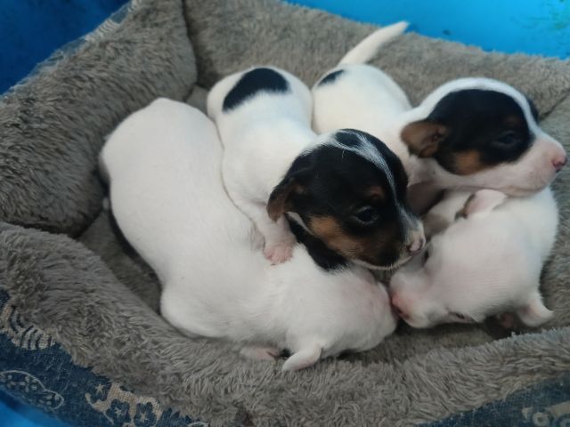 น้องแจ๊คหาบ้านใหม่ รูปที่ 5