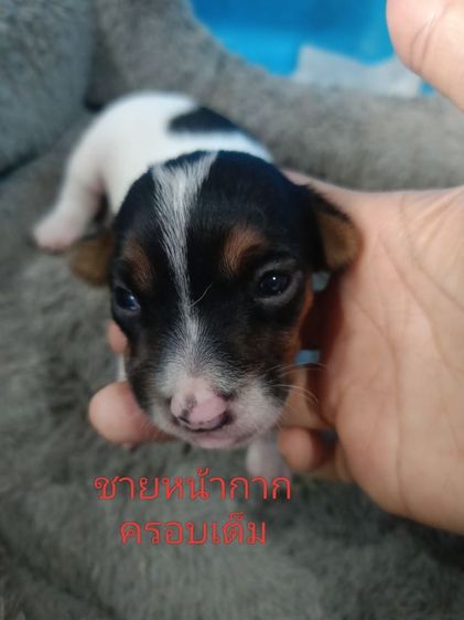 น้องแจ๊คหาบ้านใหม่ รูปที่ 2