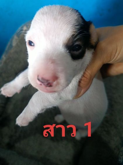 น้องแจ๊คหาบ้านใหม่ รูปที่ 3
