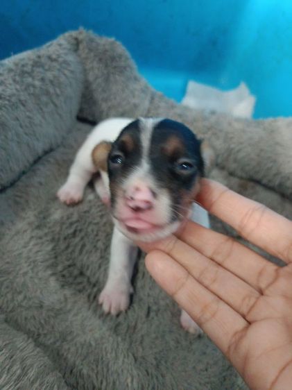 น้องแจ๊คหาบ้านใหม่ รูปที่ 8