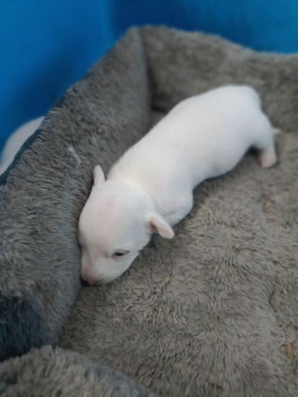 น้องแจ๊คหาบ้านใหม่ รูปที่ 7