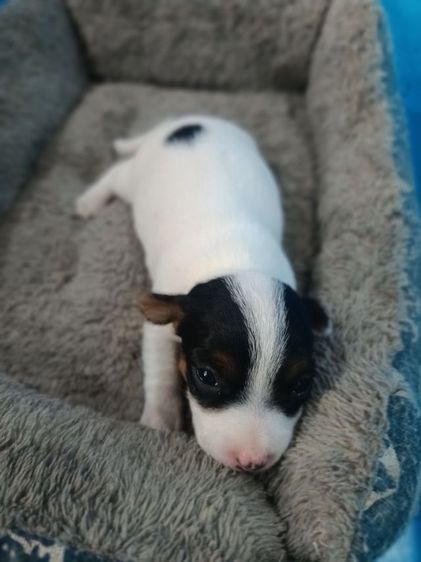 น้องแจ๊คหาบ้านใหม่ รูปที่ 6