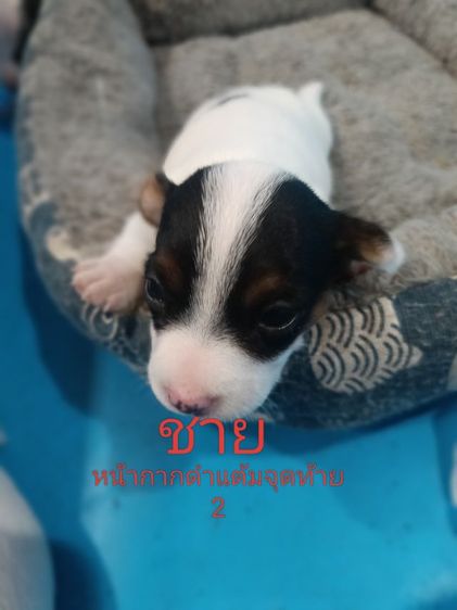 น้องแจ๊คหาบ้านใหม่