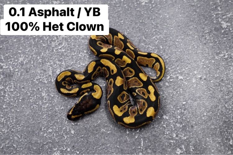 งูบอลไพธอน รูปที่ 2