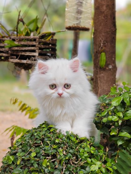 เเมวเปอร์เซียร์ รูปที่ 4