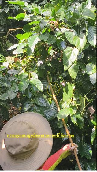 ขายสวนกาแฟอาราบิก้า  5 ไร่  3,000 ต้น อายุ 8 ปี โตงามมากเพราะติดต้นน้ำตกขุนลาว    ห่าง 1 กมจากหมูบ้านขุนลาว สวย น้ำไหลแรงตลอดปี รูปที่ 4