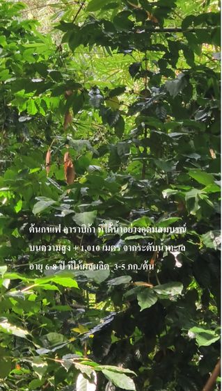 ขายสวนกาแฟอาราบิก้า 5 ไร่ 3,000 ต้น อายุ 8 ปี โตงามมากเพราะติดต้นน้ำตกขุนลาว ห่าง 1 กมจากหมูบ้านขุนลาว สวย น้ำไหลแรงตลอดปี รูปที่ 2