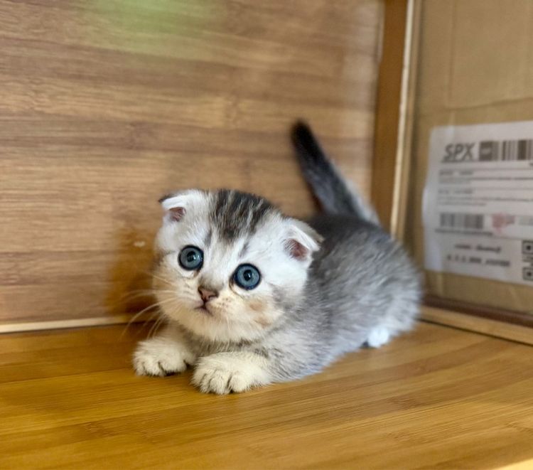 เด็กชายมันกิ้นขาสัน ติดจอง รูปที่ 3