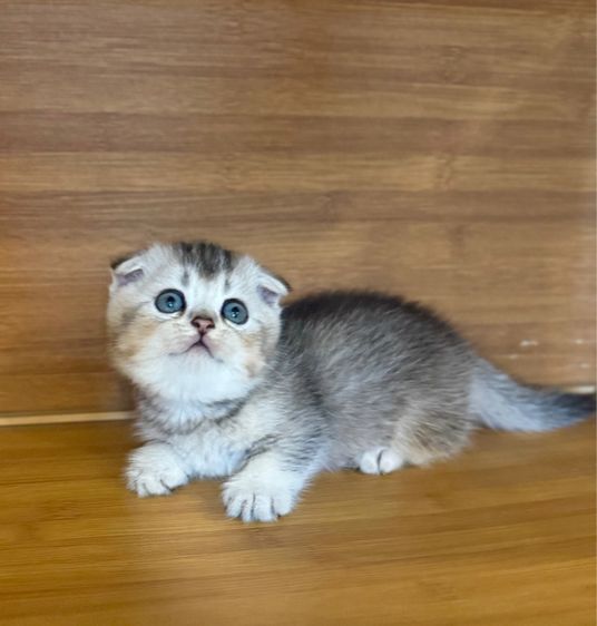 เด็กชายมันกิ้นขาสัน ติดจอง รูปที่ 2