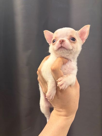 ชิวาว่า ผู้ รูปที่ 3