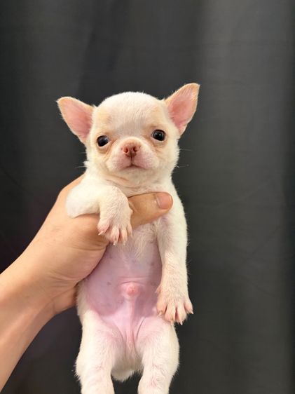 ชิวาว่า ผู้