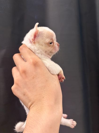 ชิวาว่า ผู้ รูปที่ 6