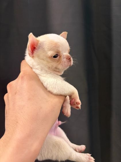 ชิวาว่า ผู้ รูปที่ 8