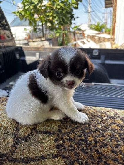 ลูกสุนัขชิวาวาmini รูปที่ 3