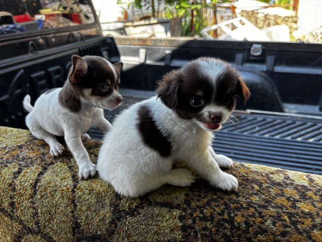 ลูกสุนัขชิวาวาmini รูปที่ 2