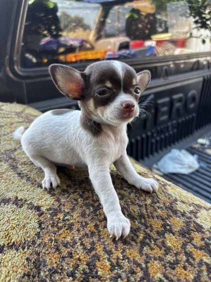 ลูกสุนัขชิวาวาmini รูปที่ 11