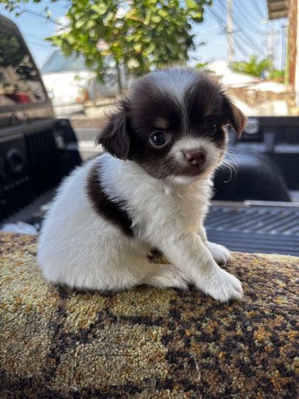 ลูกสุนัขชิวาวาmini รูปที่ 8