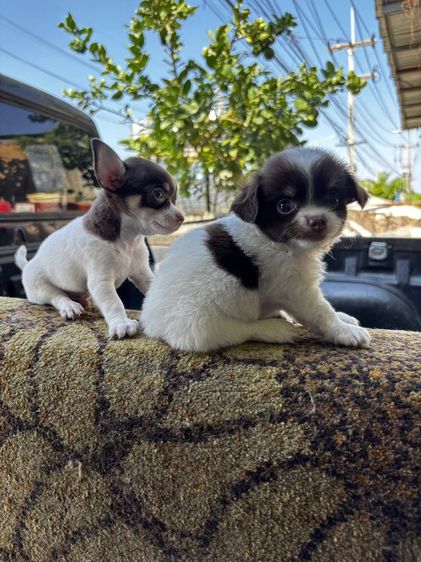 ลูกสุนัขชิวาวาmini