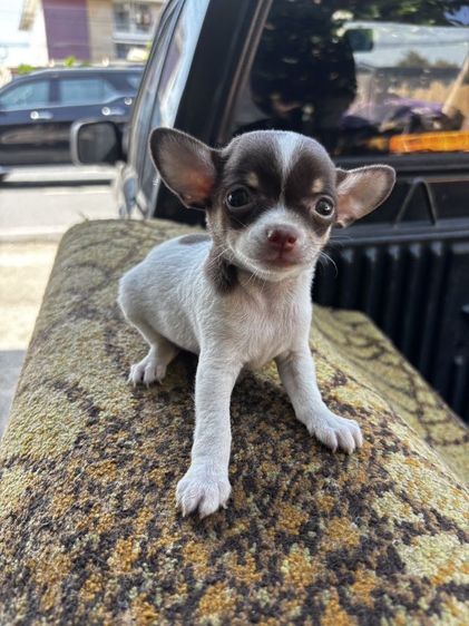 ลูกสุนัขชิวาวาmini รูปที่ 10