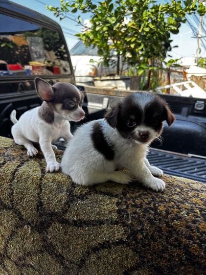 ลูกสุนัขชิวาวาmini รูปที่ 6