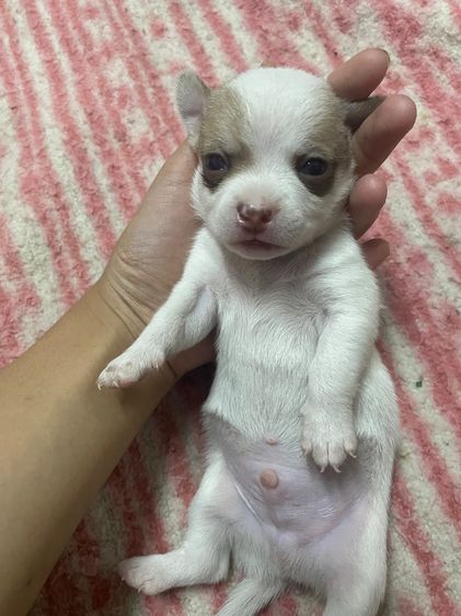 หมาชิวาวา