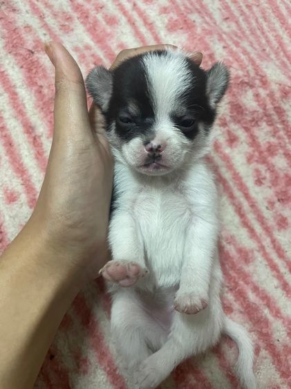 หมาชิวาวา รูปที่ 3