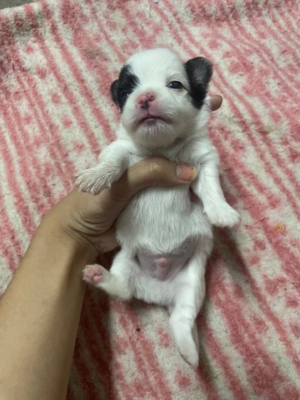 หมาชิวาวา รูปที่ 5